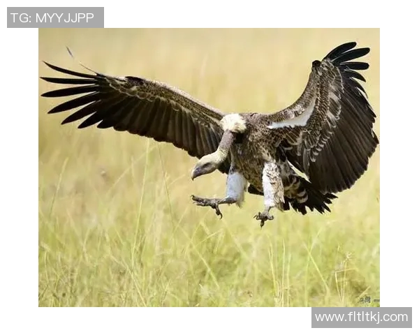 全球足球十大弹跳王者盘点 谁能跃起冲击天空的极限